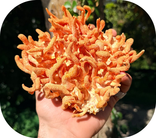 Ingredient