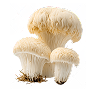 Lion's Mane