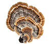 Cordyceps