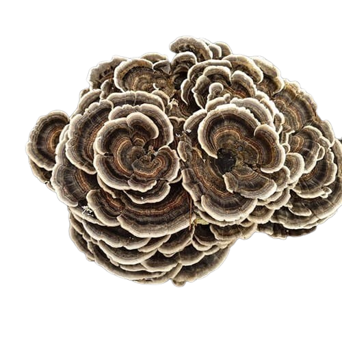 Turkey Tail