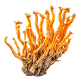 Chaga