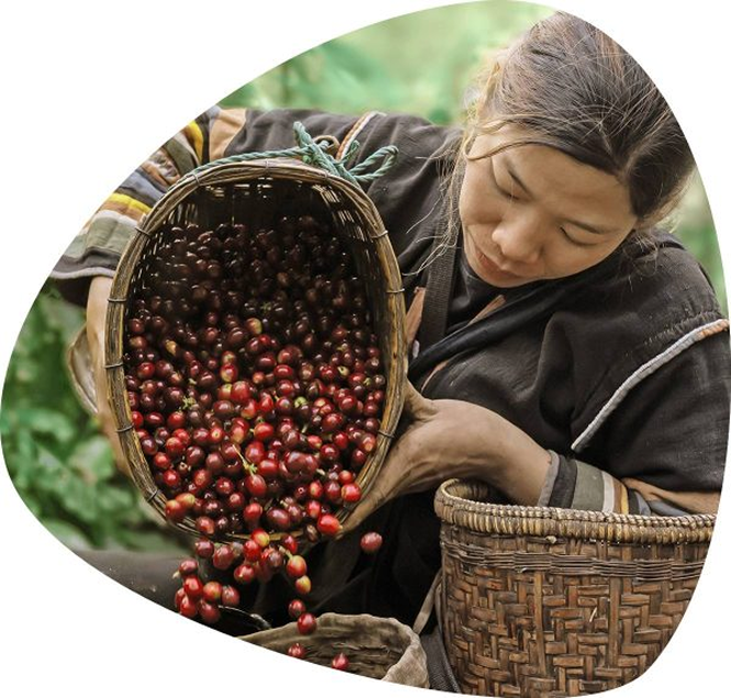 Mushroom Coffee Harvesting